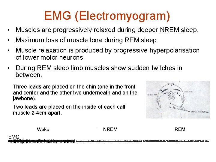 EMG (Electromyogram) • Muscles are progressively relaxed during deeper NREM sleep. • Maximum loss