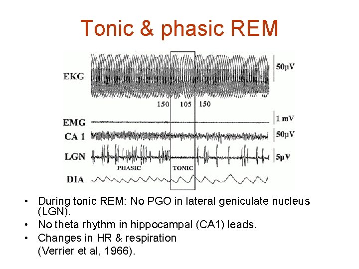 Tonic & phasic REM • During tonic REM: No PGO in lateral geniculate nucleus
