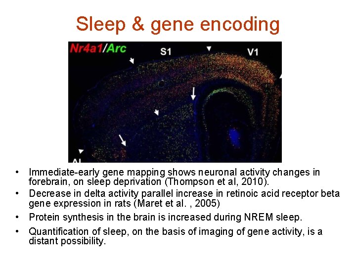 Sleep & gene encoding • Immediate-early gene mapping shows neuronal activity changes in forebrain,
