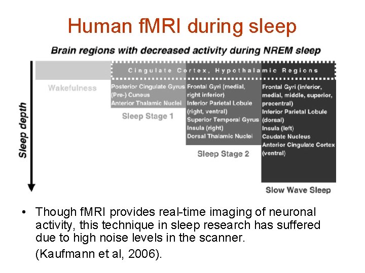 Human f. MRI during sleep • Though f. MRI provides real-time imaging of neuronal