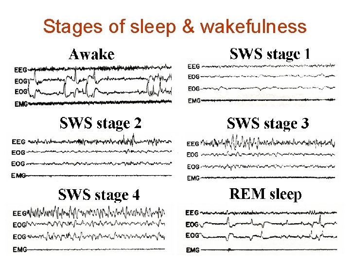 Stages of sleep & wakefulness 