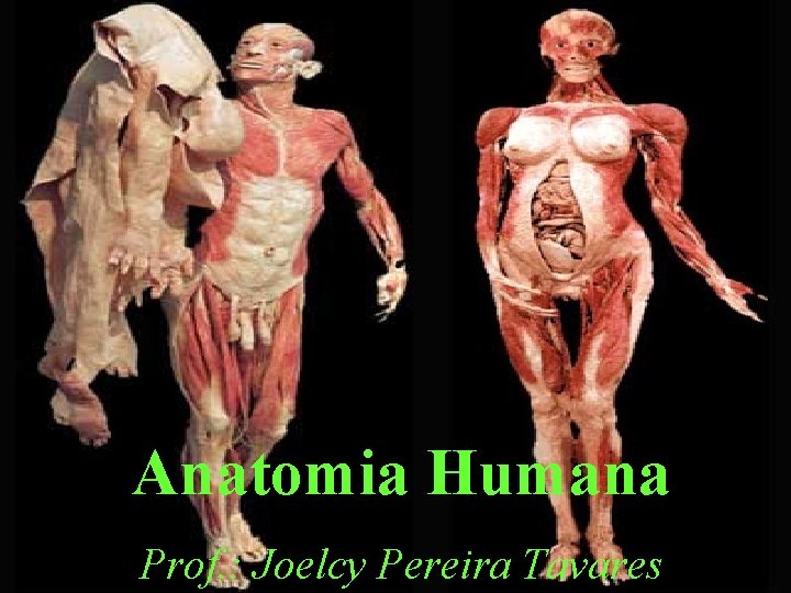 Anatomia Humana Prof. : Joelcy Pereira Tavares 