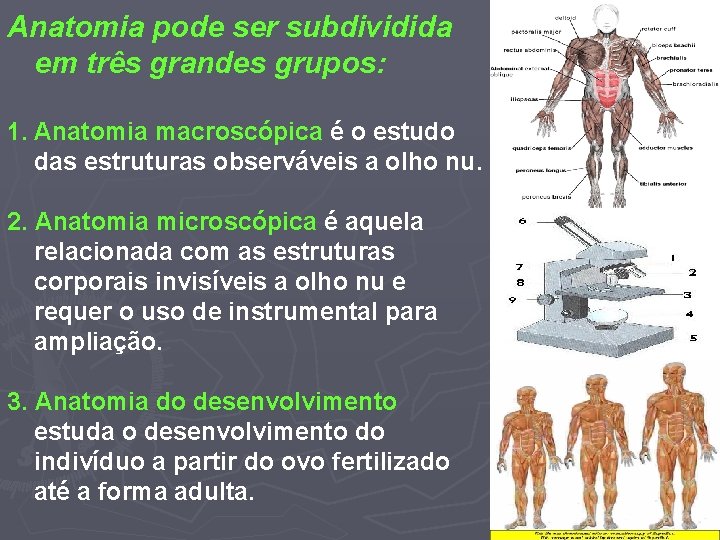 Anatomia pode ser subdividida em três grandes grupos: 1. Anatomia macroscópica é o estudo