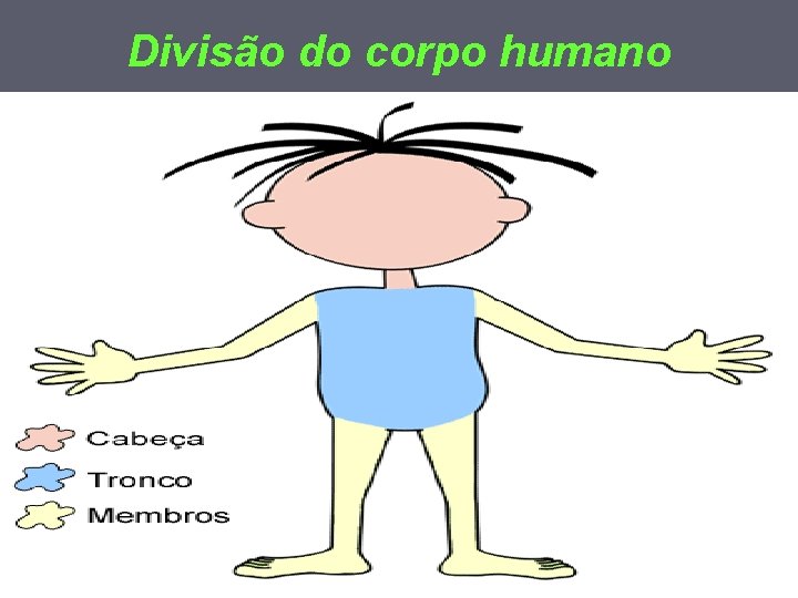 Divisão do corpo humano 