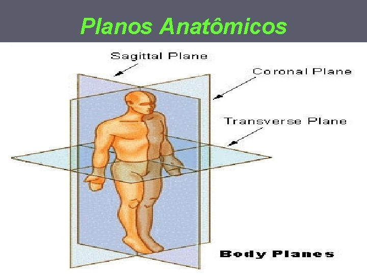 Planos Anatômicos 