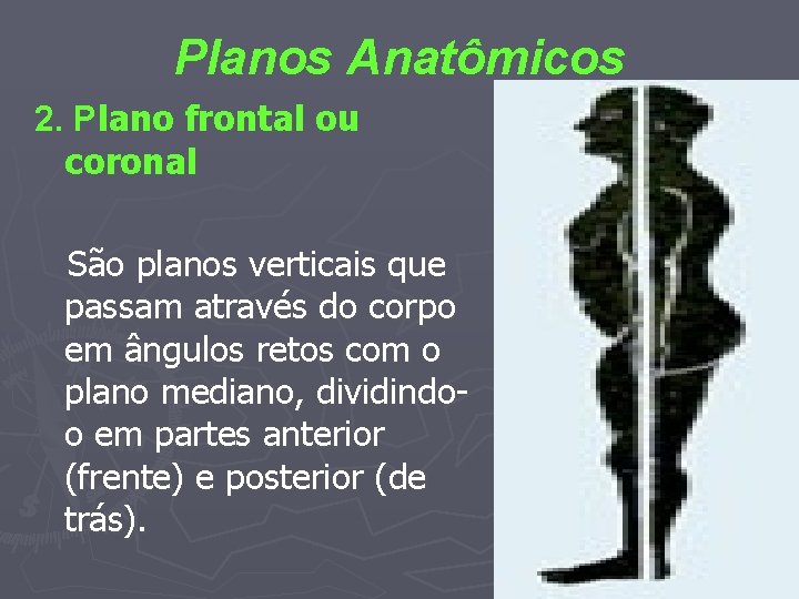 Planos Anatômicos 2. Plano frontal ou coronal São planos verticais que passam através do