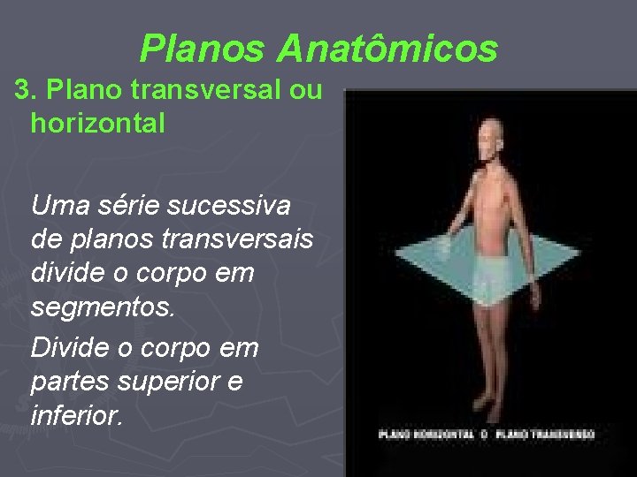 Planos Anatômicos 3. Plano transversal ou horizontal Uma série sucessiva de planos transversais divide