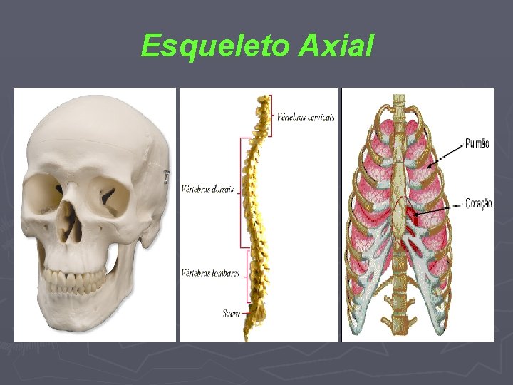 Esqueleto Axial 