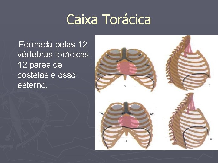 Caixa Torácica Formada pelas 12 vértebras torácicas, 12 pares de costelas e osso esterno.