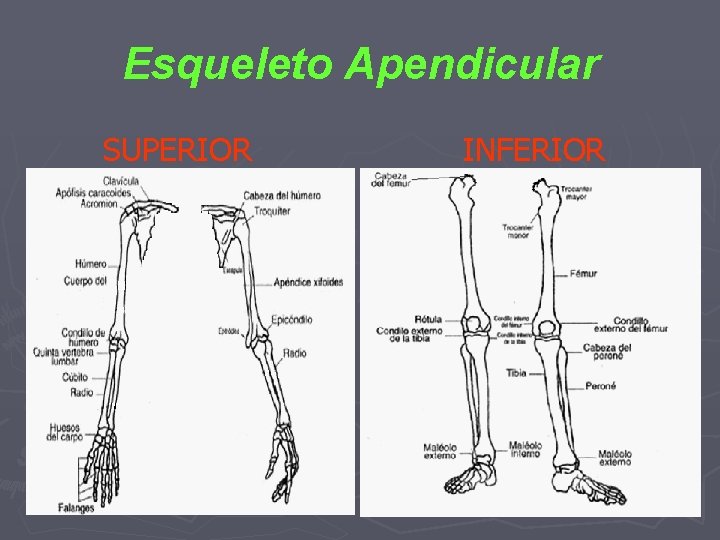 Esqueleto Apendicular SUPERIOR INFERIOR 