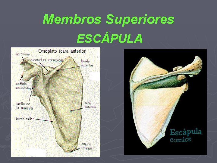 Membros Superiores ESCÁPULA 