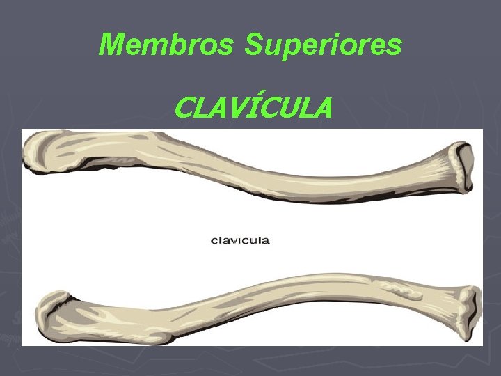 Membros Superiores CLAVÍCULA 