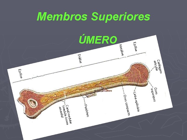 Membros Superiores ÚMERO 