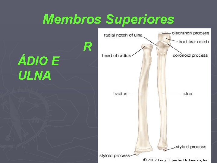 Membros Superiores R ÁDIO E ULNA 