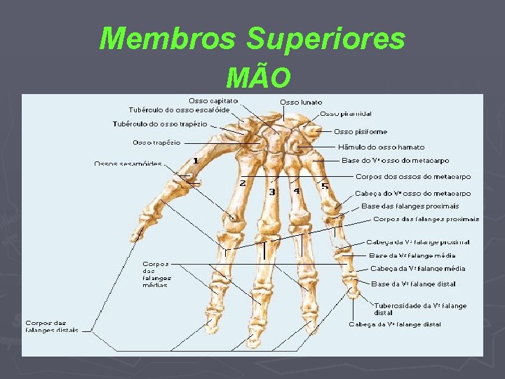 Membros Superiores MÃO 