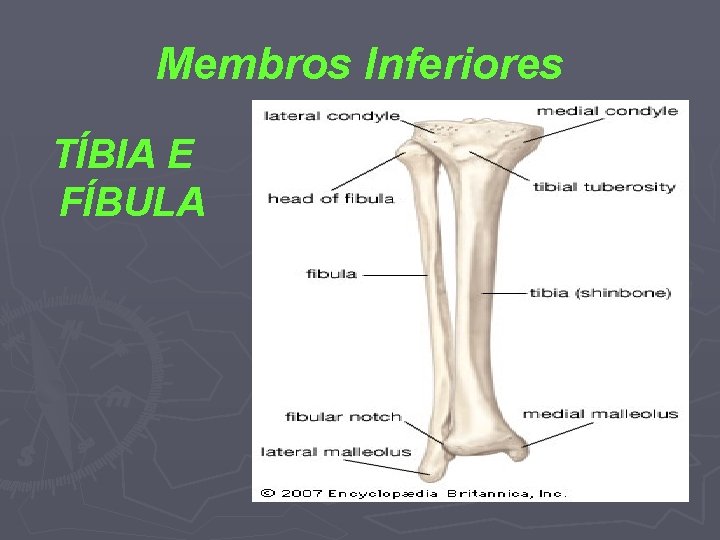 Membros Inferiores TÍBIA E FÍBULA 