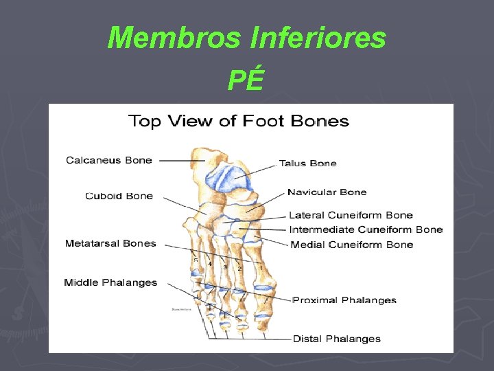 Membros Inferiores PÉ 