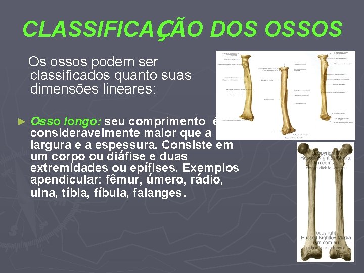 CLASSIFICAÇÃO DOS OSSOS Os ossos podem ser classificados quanto suas dimensões lineares: ► Osso