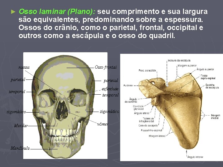 ► Osso laminar (Plano): seu comprimento e sua largura são equivalentes, predominando sobre a