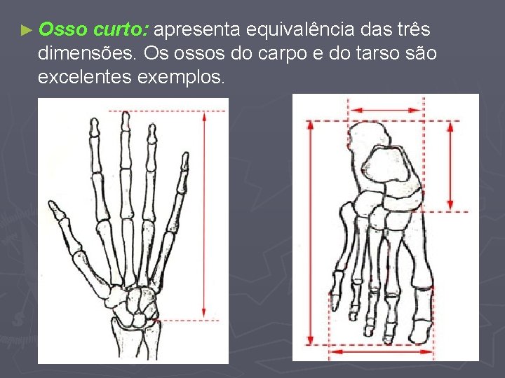 ► Osso curto: apresenta equivalência das três dimensões. Os ossos do carpo e do