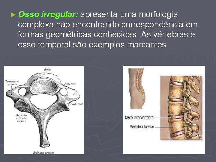 ► Osso irregular: apresenta uma morfologia complexa não encontrando correspondência em formas geométricas conhecidas.