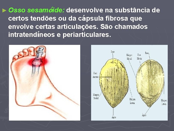 sesamóide: desenvolve na substância de certos tendões ou da cápsula fibrosa que envolve certas