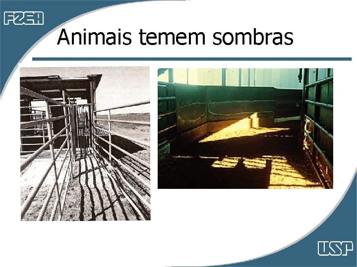 Animais temem sombras Animais temem sombras