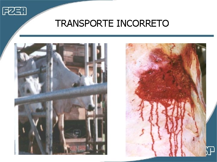 TRANSPORTE INCORRETO TRANSPORTE INCORRETO