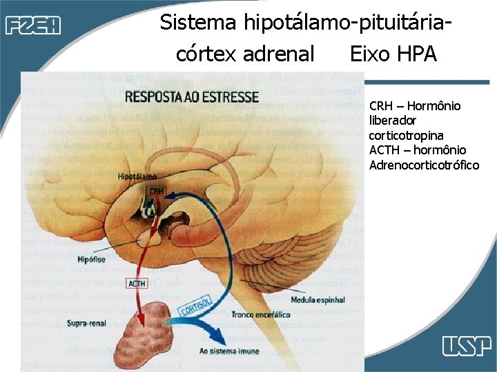 Sistema hipotálamo-pituitáriacórtex adrenal Eixo HPA CRH – Hormônio liberador corticotropina ACTH – hormônio Adrenocorticotrófico Sistema hipotálamo-pituitáriacórtex adrenal Eixo HPA CRH – Hormônio liberador corticotropina ACTH – hormônio Adrenocorticotrófico