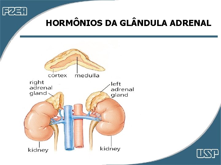 HORMÔNIOS DA GL NDULA ADRENAL HORMÔNIOS DA GL NDULA ADRENAL