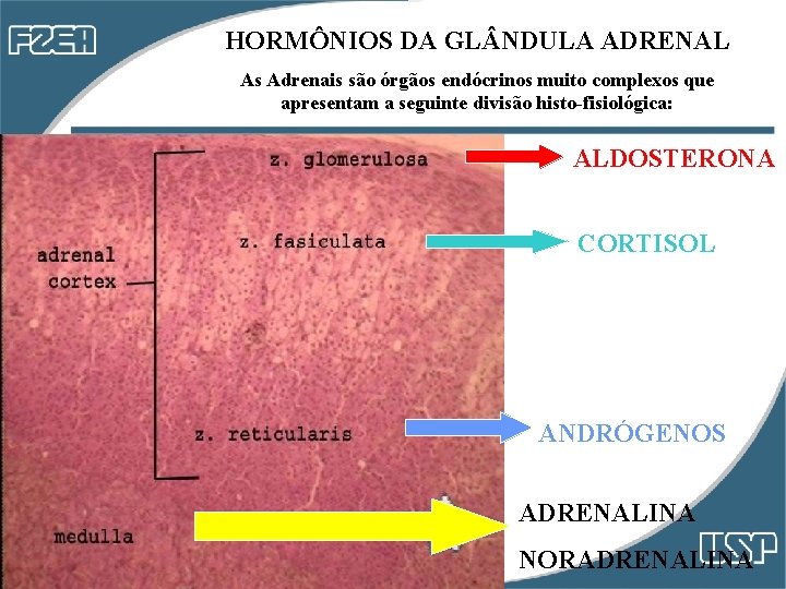 HORMÔNIOS DA GL NDULA ADRENAL As Adrenais são órgãos endócrinos muito complexos que apresentam HORMÔNIOS DA GL NDULA ADRENAL As Adrenais são órgãos endócrinos muito complexos que apresentam