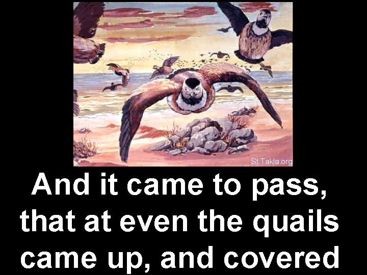 And it came to pass, that at even the quails came up, and covered