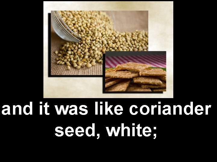 and it was like coriander seed, white; 