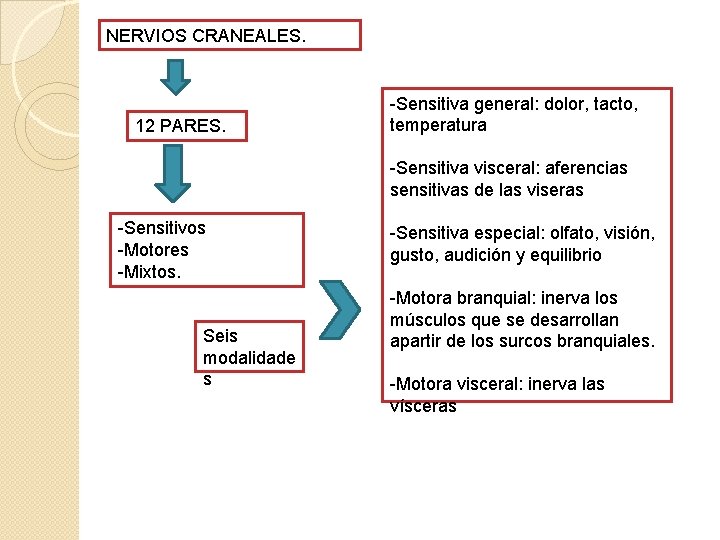 NERVIOS CRANEALES. 12 PARES. -Sensitiva general: dolor, tacto, temperatura -Sensitiva visceral: aferencias sensitivas de