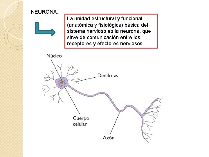 NEURONA. La unidad estructural y funcional (anatómica y fisiológica) básica del sistema nervioso es