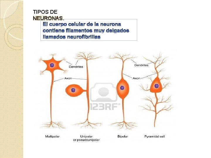 TIPOS DE NEURONAS. 