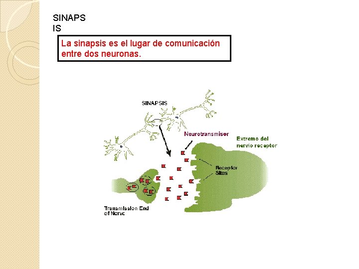 SINAPS IS La sinapsis es el lugar de comunicación entre dos neuronas. 