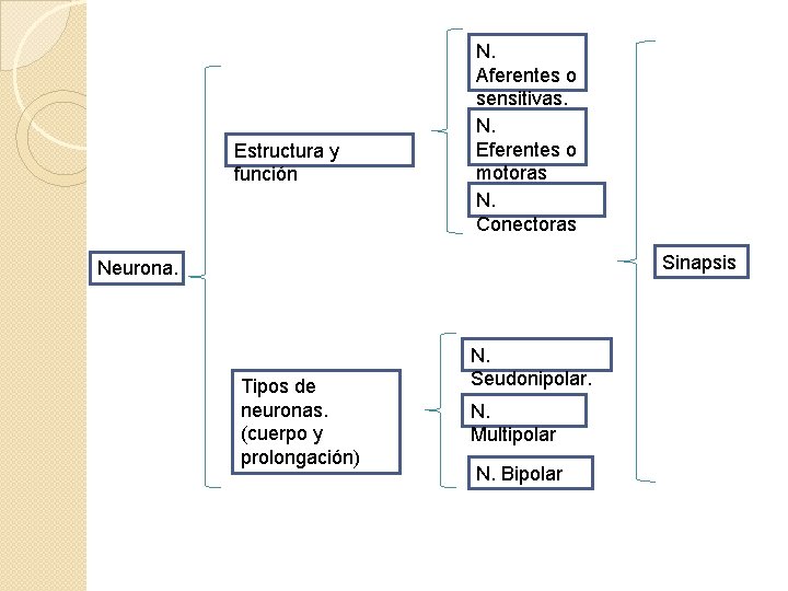 Estructura y función N. Aferentes o sensitivas. N. Eferentes o motoras N. Conectoras Sinapsis