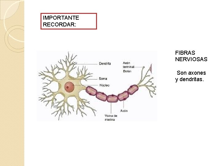 IMPORTANTE RECORDAR: FIBRAS NERVIOSAS Son axones y dendritas. 