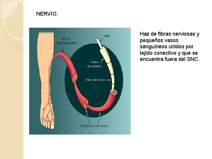 NERVIO. Haz de fibras nerviosas y pequeños vasos sanguíneos unidos por tejido conectivo y