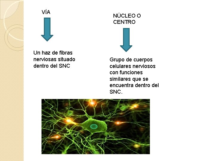 VÍA Un haz de fibras nerviosas situado dentro del SNC NÚCLEO O CENTRO Grupo