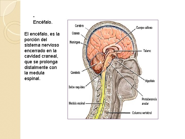 Encéfalo. El encéfalo, es la porción del sistema nervioso encerrado en la cavidad craneal,