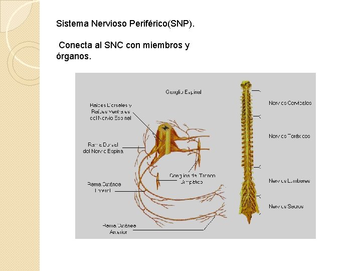 Sistema Nervioso Periférico(SNP). Conecta al SNC con miembros y órganos. 