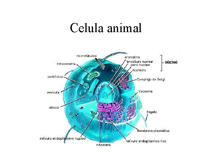Celula animal 