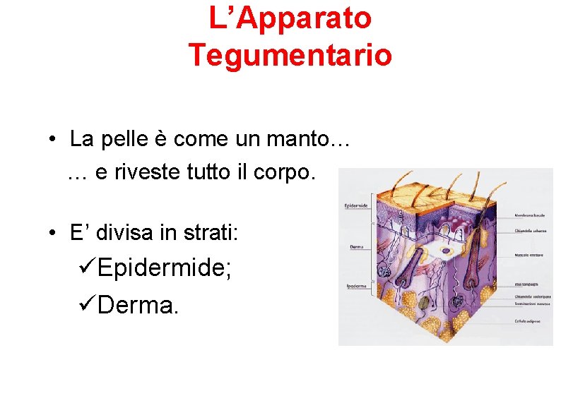 L’Apparato Tegumentario • La pelle è come un manto… … e riveste tutto il