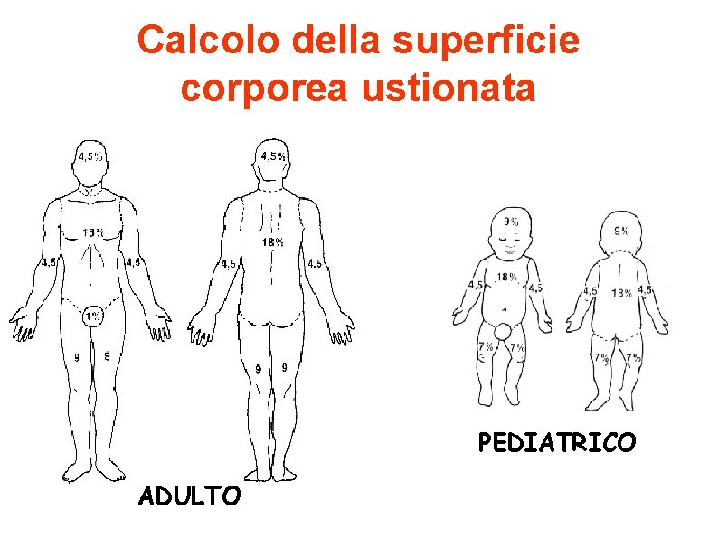 Calcolo della superficie corporea ustionata PEDIATRICO ADULTO 