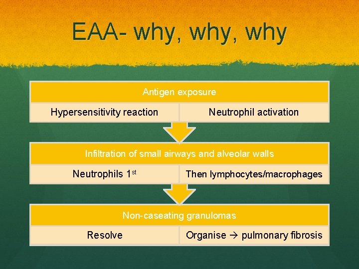 EAA- why, why Antigen exposure Hypersensitivity reaction Neutrophil activation Infiltration of small airways and