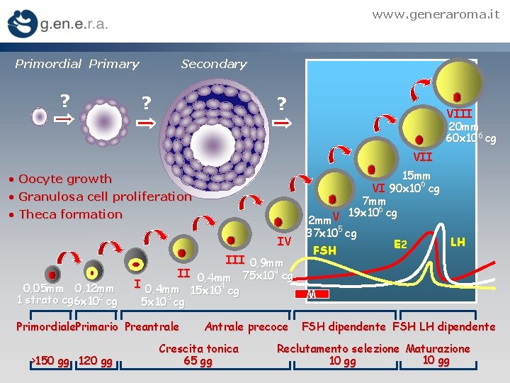 www. generaroma. it Primordial Primary ? Secondary ? ? VIII 20 mm 60 x