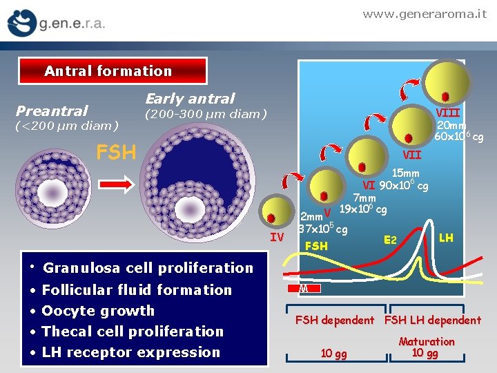 www. generaroma. it Antral formation Early antral Preantral (<200 µm diam) VIII 20 mm