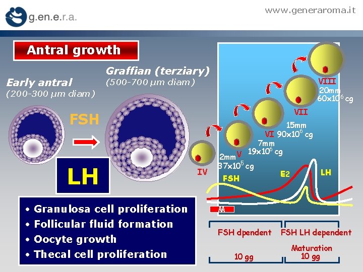 www. generaroma. it Antral growth Early antral Graffian (terziary) VIII 20 mm 60 x
